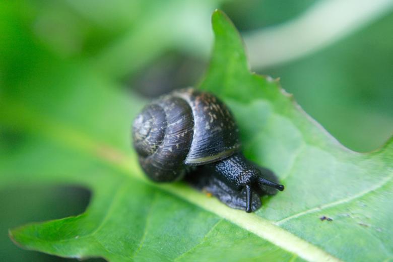 Free stock image of Snail on leaf created by Mikhail