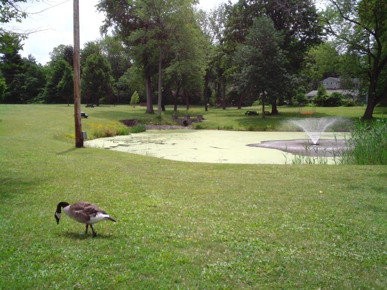 Free stock image of Goose in the Grass created by Cherie Durbin