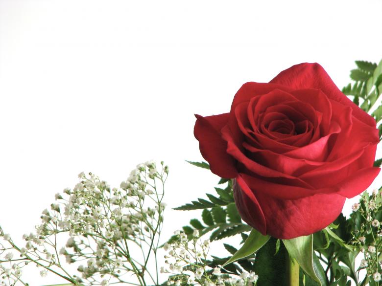 Free stock image of Closeup of a red rose created by Benjamin Miller