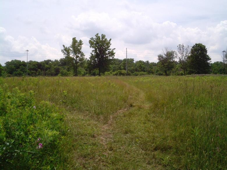 Free stock image of Grassy Meadow created by Cherie Durbin