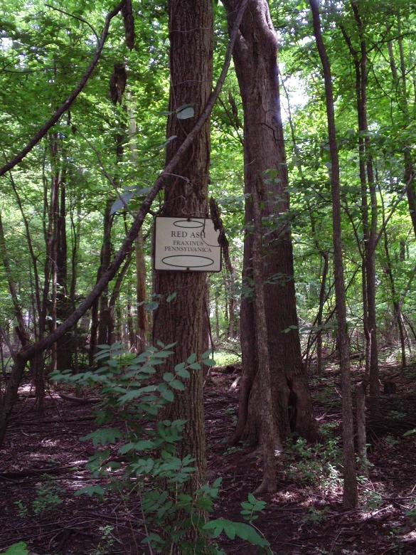 Free stock image of Red Ash in the Woods created by Cherie Durbin