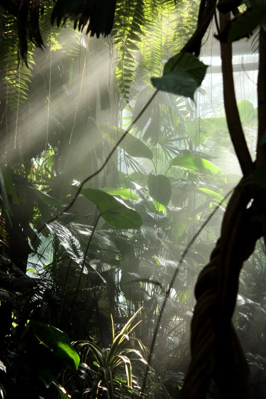 Free stock image of Sunlight shining through mist and tropic created by Benjamin Miller