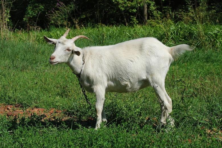 Free stock image of Goat created by Mikhail