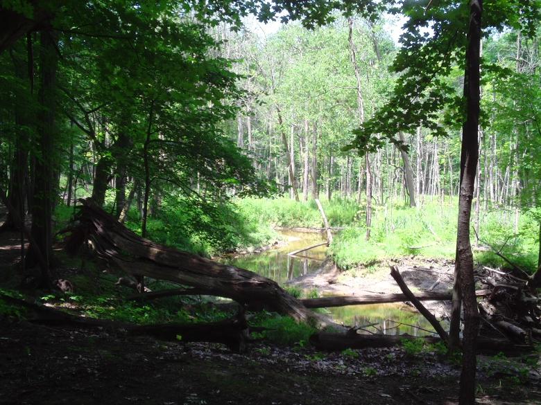 Free stock image of Sticks in the Stream created by Cherie Durbin