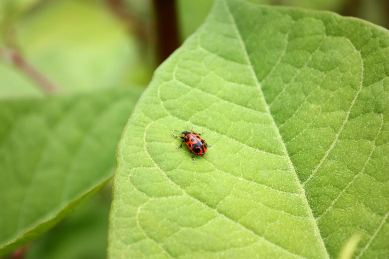 Free stock image of A ladybug on a large green leaf created by Benjamin Miller