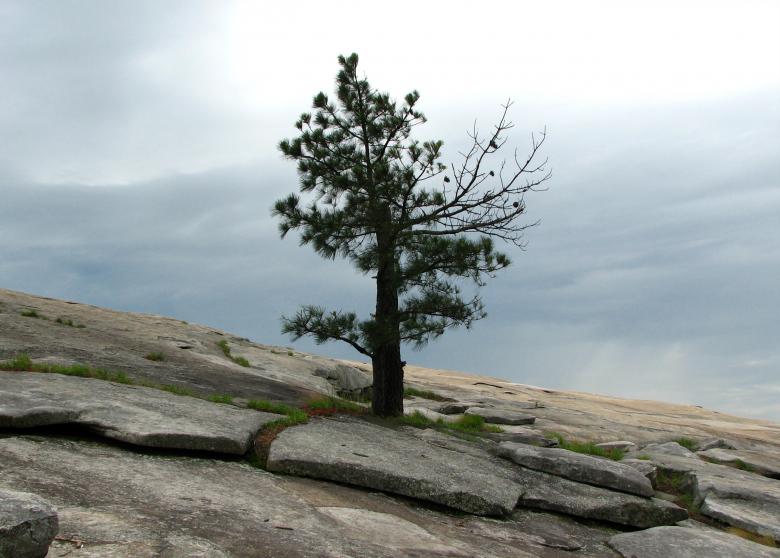 Free stock image of A single tree growing on a rock face created by Benjamin Miller