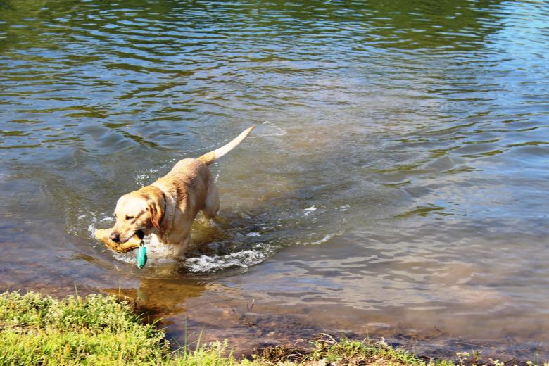 Free stock image of Duck Hunting created by Ashley Keller
