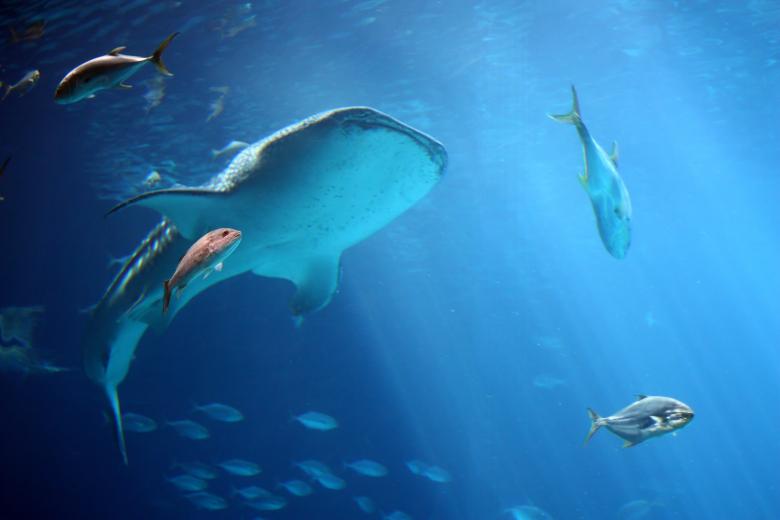 Free stock image of A whale shark and fish under water created by Benjamin Miller