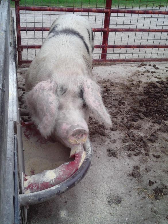 Free stock image of Pig in a Pen created by Cherie Durbin