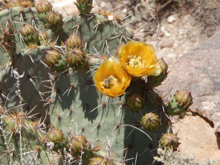 Free Stock Photo of Cactus bloom