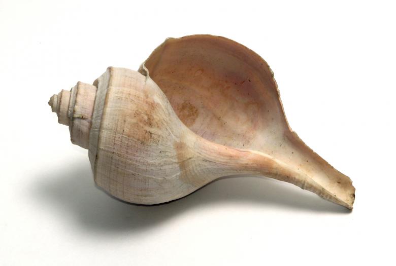 Free stock image of A sea shell created by Benjamin Miller