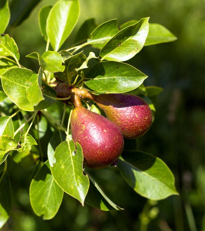 Free stock image of Pear created by Alen
