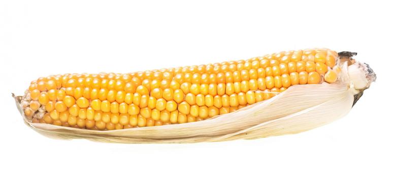 Free stock image of corn  created by 2happy