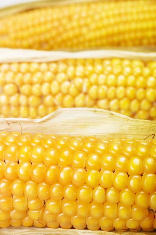 Free stock image of corn  created by 2happy