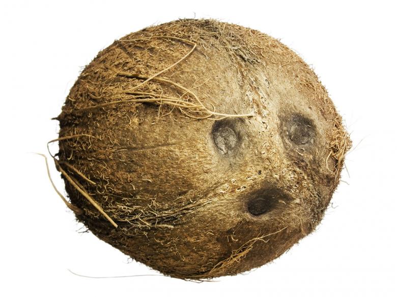 Free stock image of coconut  created by 2happy