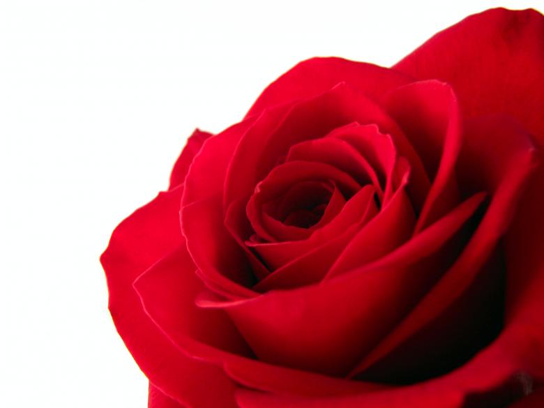 Free stock image of Red rose closeup created by Benjamin Miller