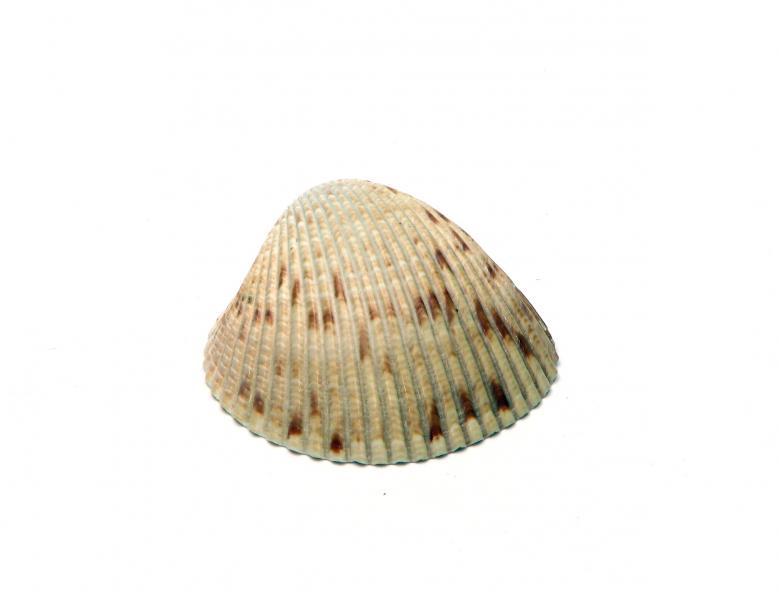 Free stock image of A sea shell isolated on white created by Benjamin Miller