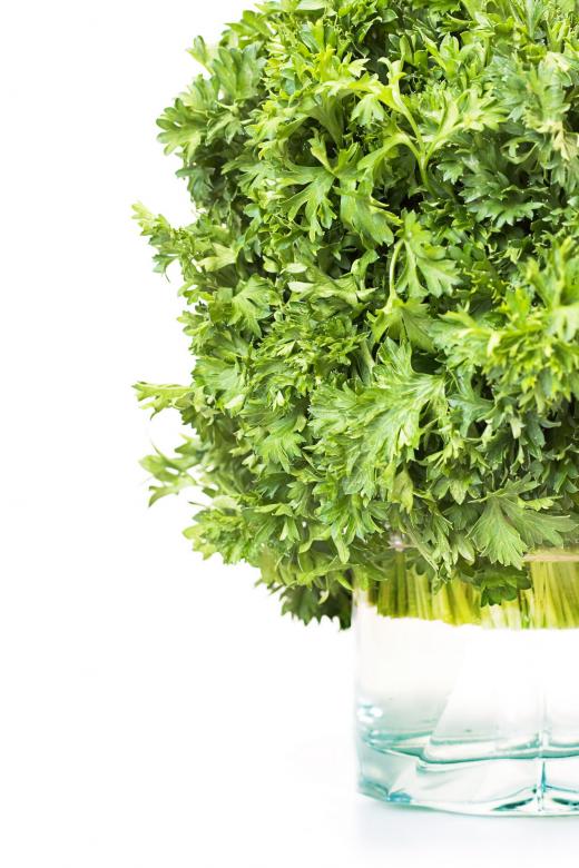 Free stock image of greens created by 2happy