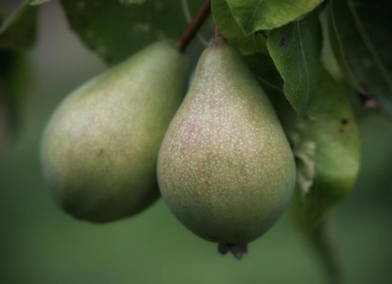 Free stock image of Pears created by Alen