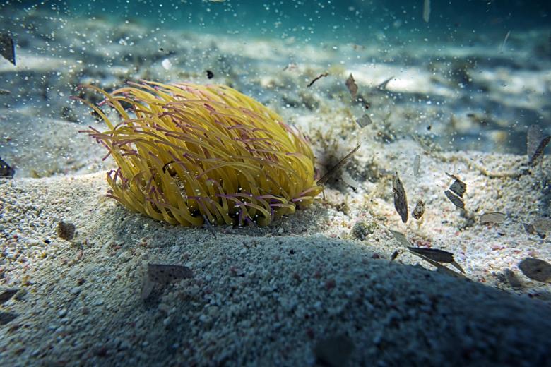 Free stock image of Beautiful sea  creature created by Oksana Zahray