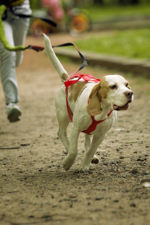 Free stock image of Running dog created by Oksana Zahray