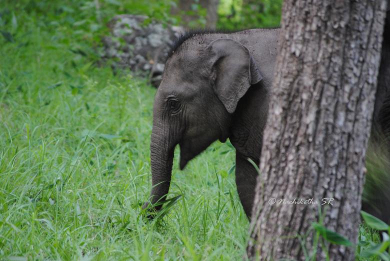 Free stock image of Wandering Cute Baby Elephant created by Amar Roy