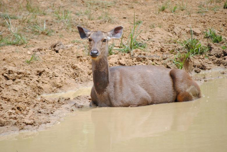 Free stock image of Innocent Sambar deer created by Amar Roy