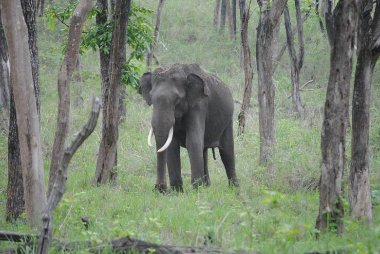 Free stock image of Beautiful Giant Elephant created by Amar Roy
