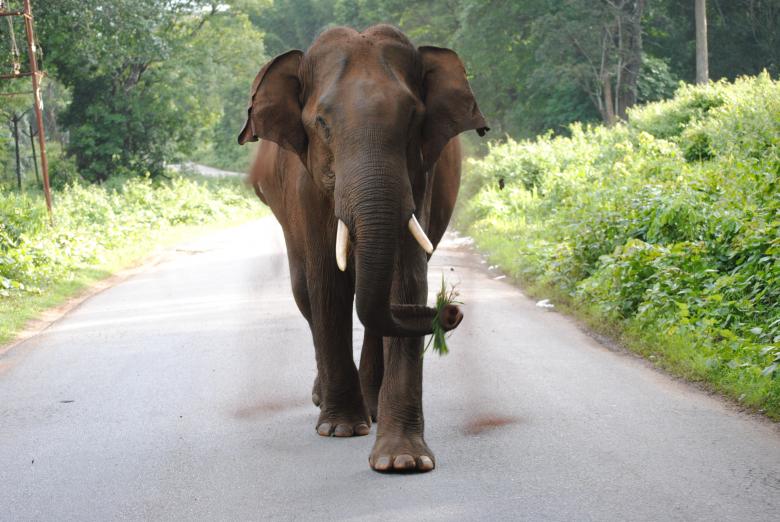 Free stock image of Beautiful Giant Elephant on the Road created by Amar Roy