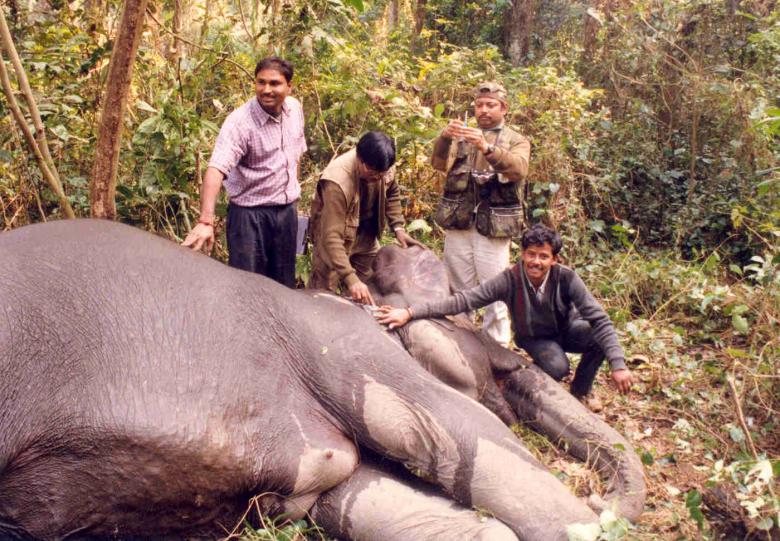 Free stock image of Radio collaring of a sleeping elephant created by Amar Roy