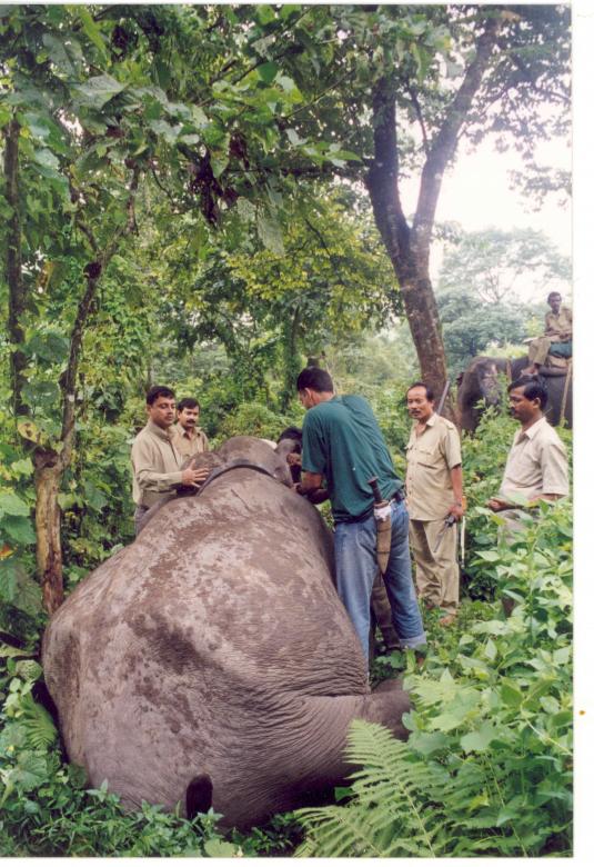 Free stock image of Radio collaring of an elephant created by Amar Roy