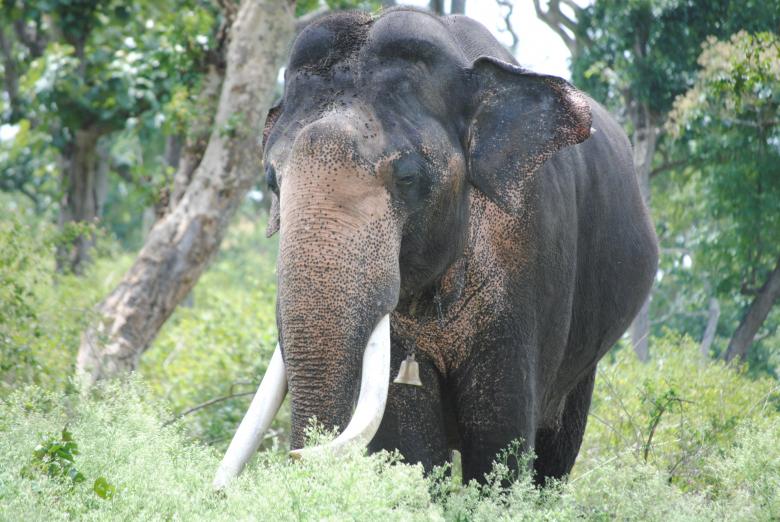 Free stock image of Gigantic elephant in Kaziranga forest created by Amar Roy