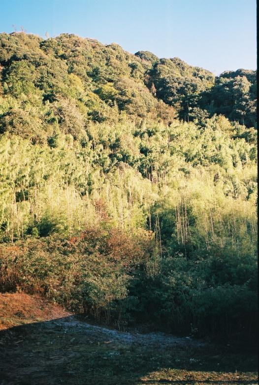 Free stock image of Neora Valley National Park, Evergreen Forest created by Amar Roy