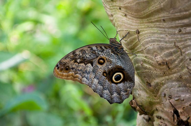 Free stock image of Butterfly in nature created by Luka