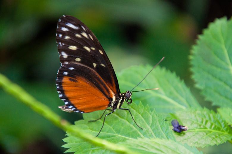 Free stock image of Butterfly in nature created by Luka