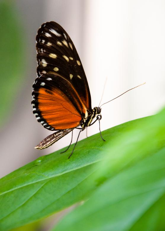 Free stock image of Butterfly in nature created by Luka