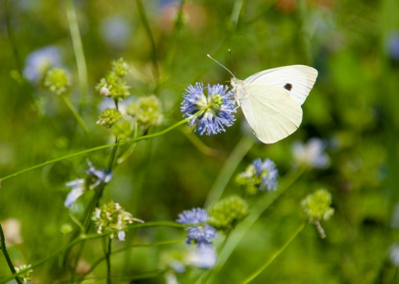 Free stock image of Butterfly in nature created by Luka
