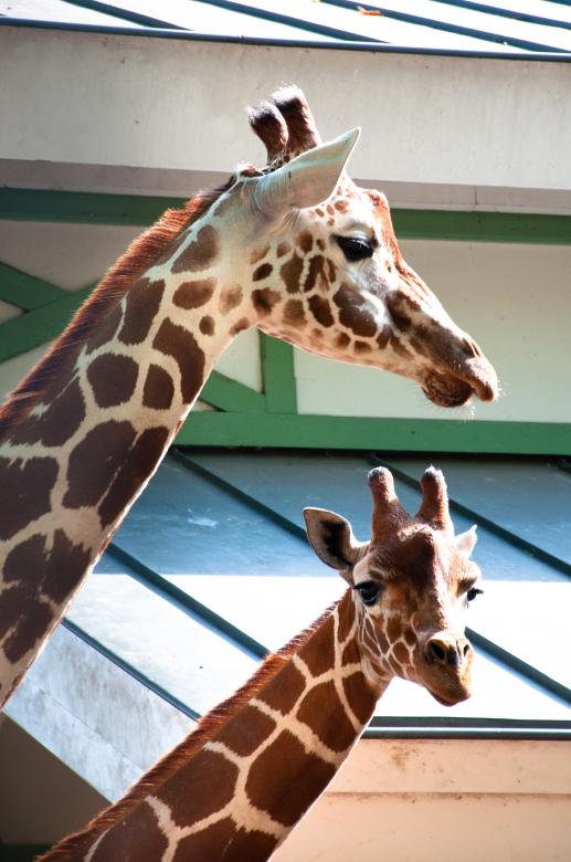 Free stock image of Giraffes in the zoo created by Luka
