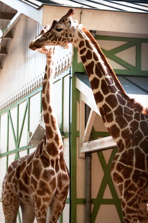 Free stock image of Giraffe in the zoo created by Luka