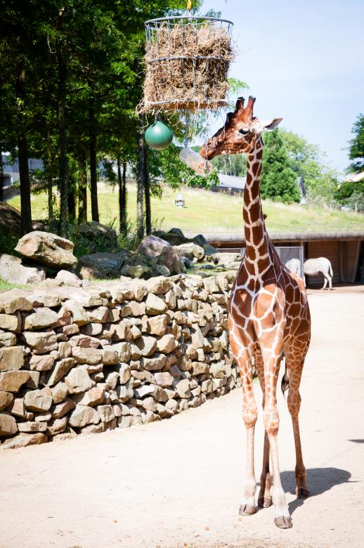 Free stock image of Giraffes in the zoo created by Luka