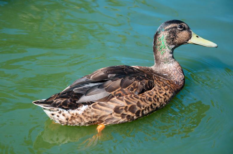 Free stock image of Female duck on water created by Luka