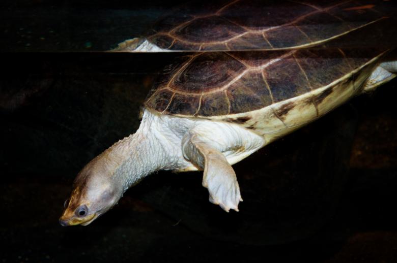 Free stock image of Sea turtle created by Luka