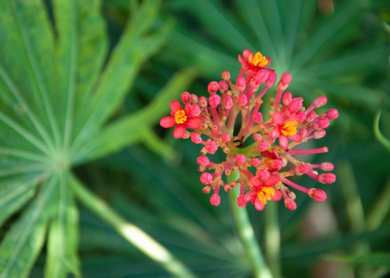 Free stock image of Red flower created by Luka
