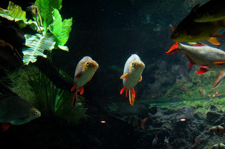 Free stock image of Large Japanese koi fish created by Luka