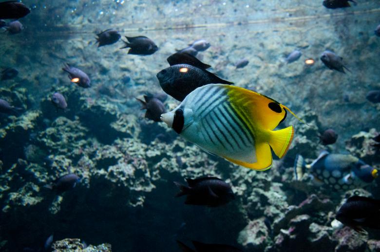 Free stock image of Tropical fish created by Luka
