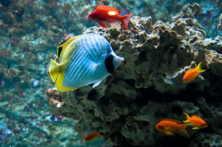 Free stock image of Tropical fish created by Luka