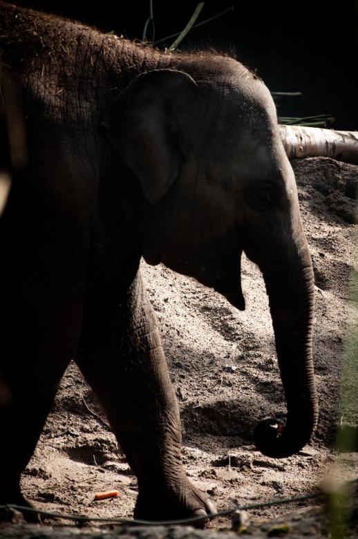 Free stock image of African elephant created by Luka