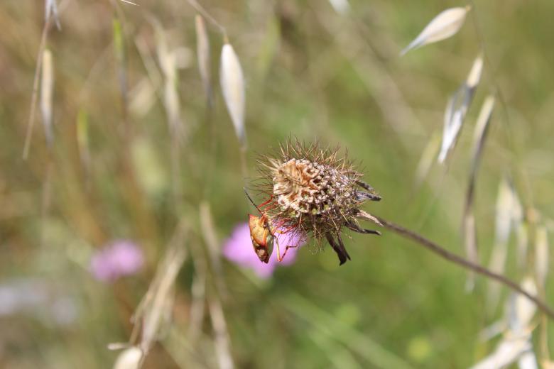 Free stock image of Bug on Weed created by Chris Raheb
