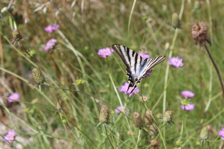 Free stock image of Butterfly in Nature created by Chris Raheb