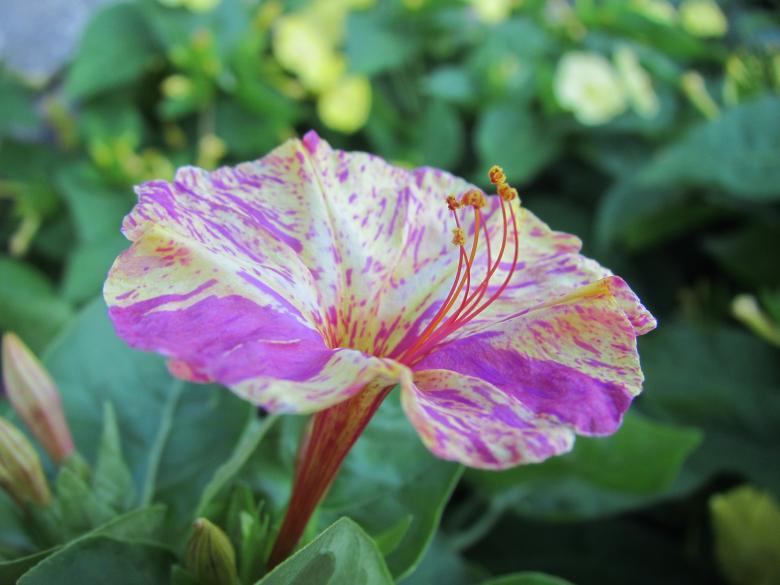 Free stock image of Colorful summer flower created by Boris Kyurkchiev